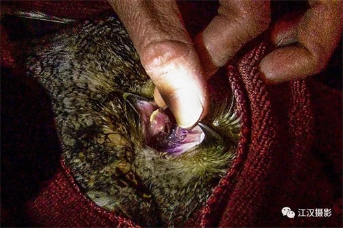 盛煌娱乐,湖南野生动物追踪,湖南卫星追踪器,湖南追踪器