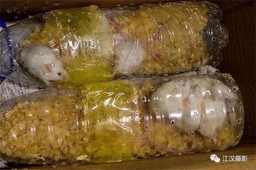 盛煌娱乐,湖南野生动物追踪,湖南卫星追踪器,湖南追踪器