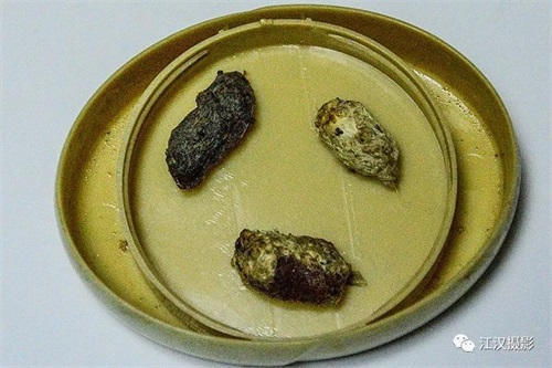 盛煌娱乐,湖南野生动物追踪,湖南卫星追踪器,湖南追踪器