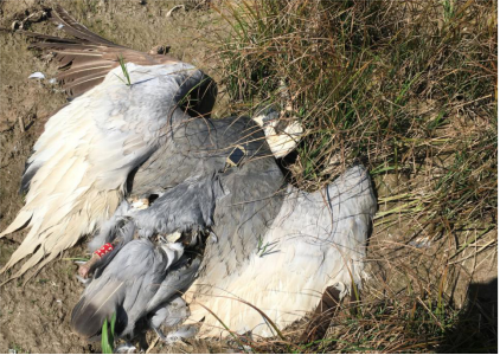 盛煌娱乐,湖南野生动物追踪,湖南卫星追踪器,湖南追踪器