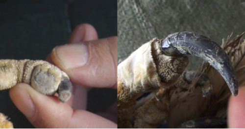 盛煌娱乐,湖南野生动物追踪,湖南卫星追踪器,湖南追踪器