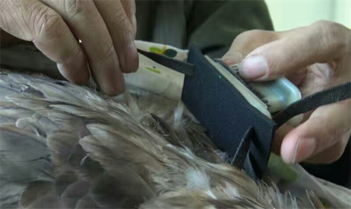 盛煌娱乐,湖南野生动物追踪,湖南卫星追踪器,湖南追踪器