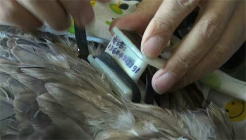 盛煌娱乐,湖南野生动物追踪,湖南卫星追踪器,湖南追踪器