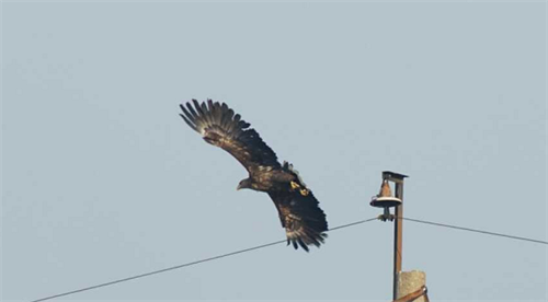 盛煌娱乐,湖南野生动物追踪,湖南卫星追踪器,湖南追踪器