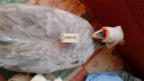 盛煌娱乐,湖南野生动物追踪,湖南卫星追踪器,湖南追踪器