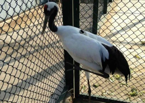 盛煌娱乐,湖南野生动物追踪,湖南卫星追踪器,湖南追踪器