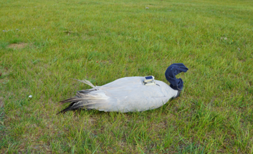 盛煌娱乐,湖南野生动物追踪,湖南卫星追踪器,湖南追踪器