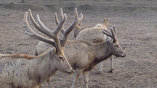 盛煌娱乐,湖南野生动物追踪,湖南卫星追踪器,湖南追踪器