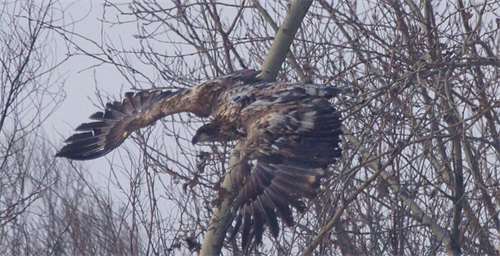 盛煌娱乐,湖南野生动物追踪,湖南卫星追踪器,湖南追踪器