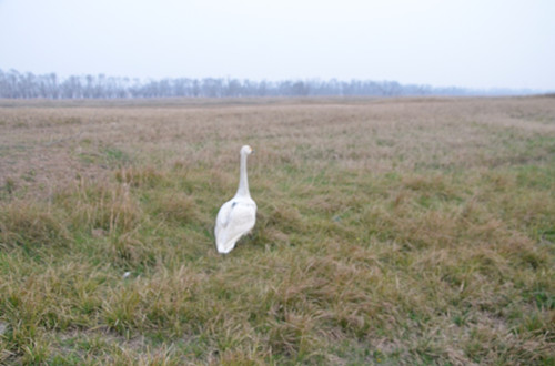 盛煌娱乐,湖南野生动物追踪,湖南卫星追踪器,湖南追踪器