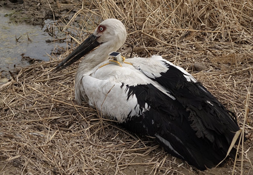盛煌娱乐,湖南野生动物追踪,湖南卫星追踪器,湖南追踪器