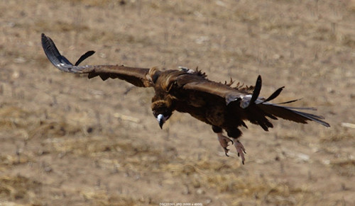 盛煌娱乐,湖南野生动物追踪,湖南卫星追踪器,湖南追踪器