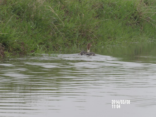 盛煌娱乐,湖南野生动物追踪,湖南卫星追踪器,湖南追踪器
