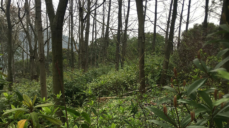 盛煌娱乐,湖南野生动物追踪,湖南卫星追踪器,湖南追踪器