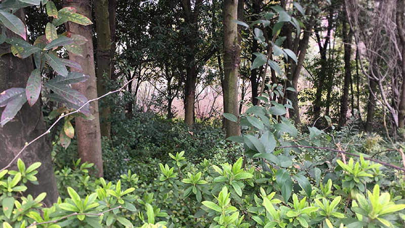 盛煌娱乐,湖南野生动物追踪,湖南卫星追踪器,湖南追踪器