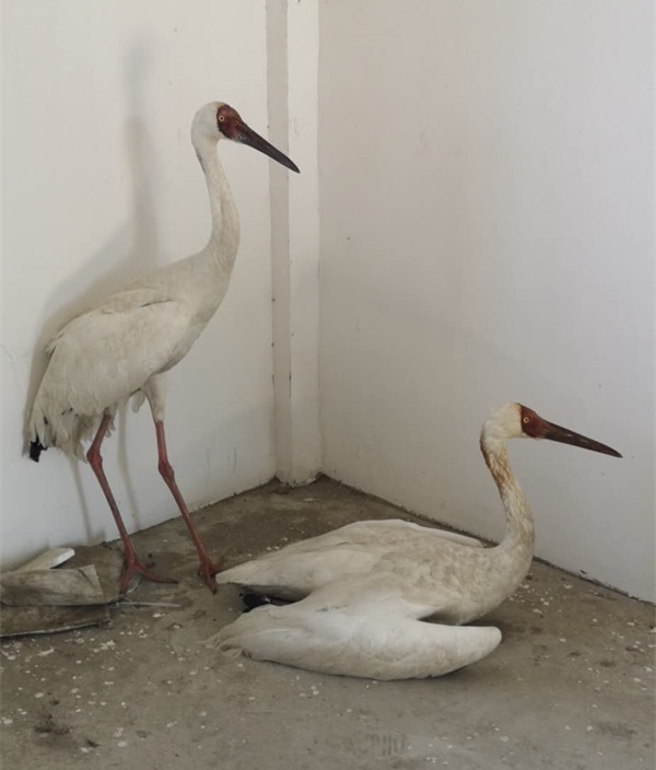 盛煌娱乐,湖南野生动物追踪,湖南卫星追踪器,湖南追踪器