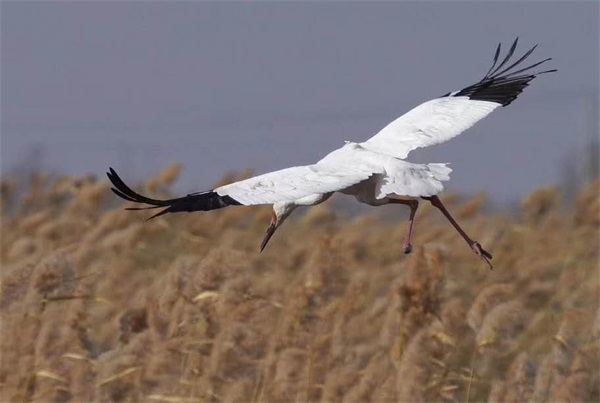 盛煌娱乐,湖南野生动物追踪,湖南卫星追踪器,湖南追踪器