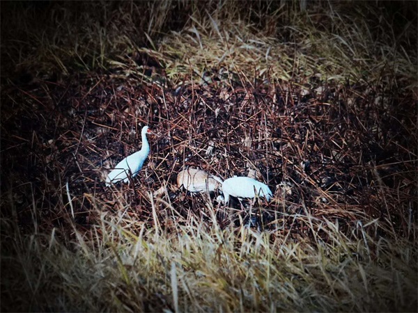 盛煌娱乐,湖南野生动物追踪,湖南卫星追踪器,湖南追踪器