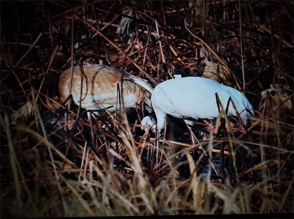 盛煌娱乐,湖南野生动物追踪,湖南卫星追踪器,湖南追踪器
