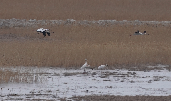 盛煌娱乐,湖南野生动物追踪,湖南卫星追踪器,湖南追踪器
