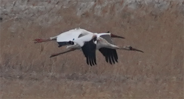 盛煌娱乐,湖南野生动物追踪,湖南卫星追踪器,湖南追踪器