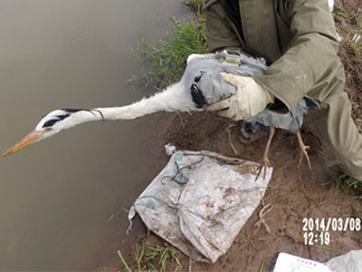 盛煌娱乐,湖南野生动物追踪,湖南卫星追踪器,湖南追踪器