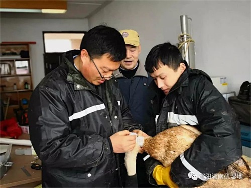 盛煌娱乐,湖南野生动物追踪,湖南卫星追踪器,湖南追踪器