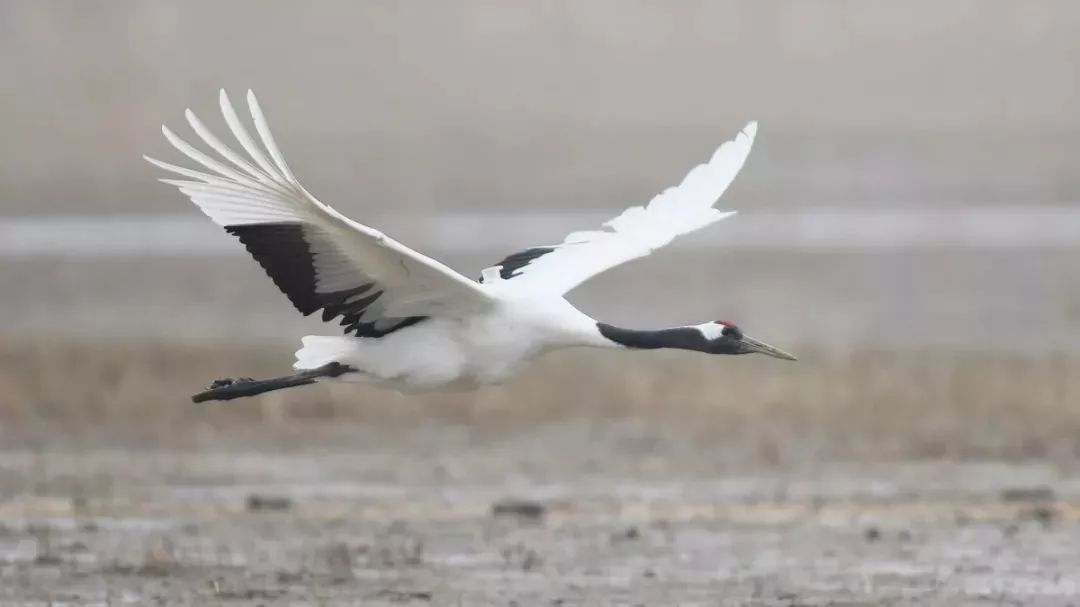 盛煌娱乐,湖南野生动物追踪,湖南卫星追踪器,湖南追踪器