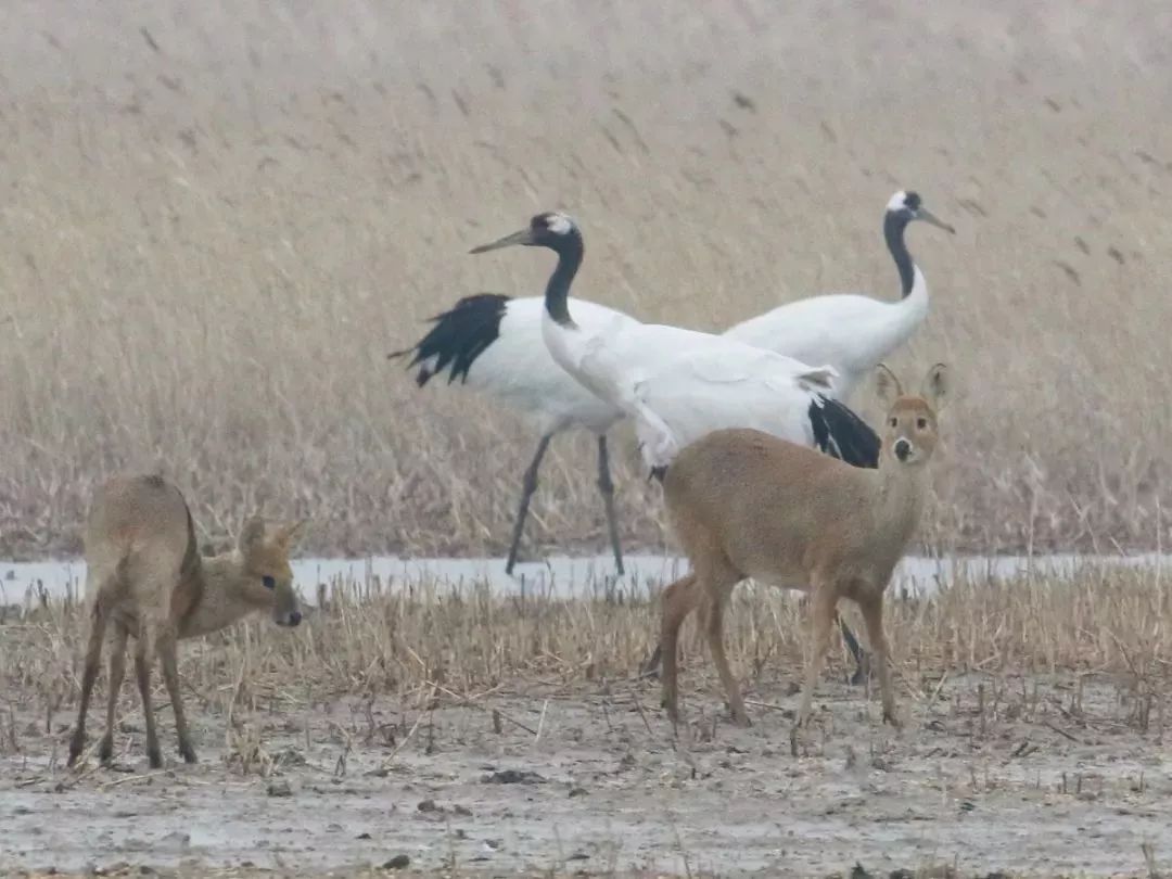 盛煌娱乐,湖南野生动物追踪,湖南卫星追踪器,湖南追踪器