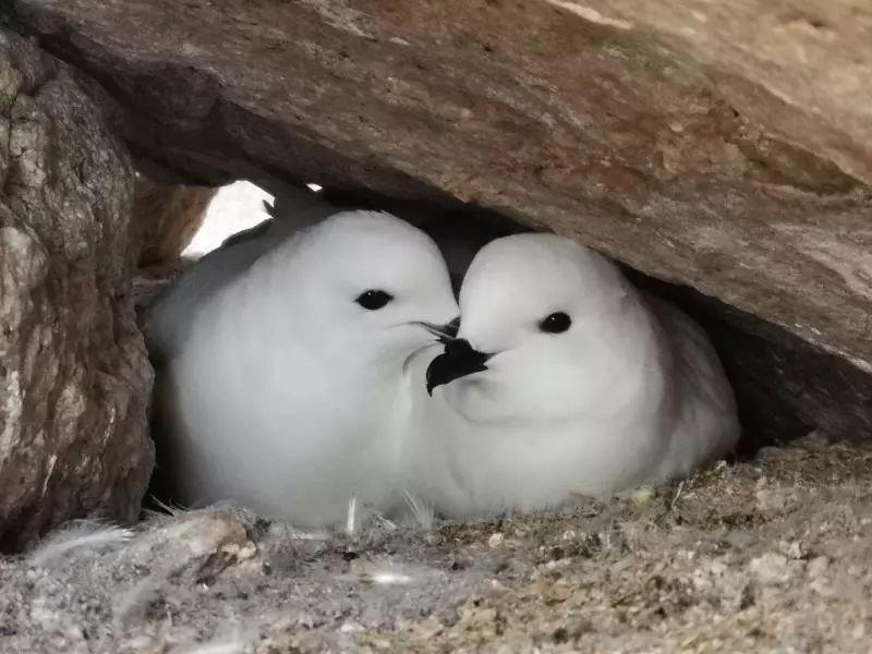 盛煌娱乐,湖南野生动物追踪,湖南卫星追踪器,湖南追踪器
