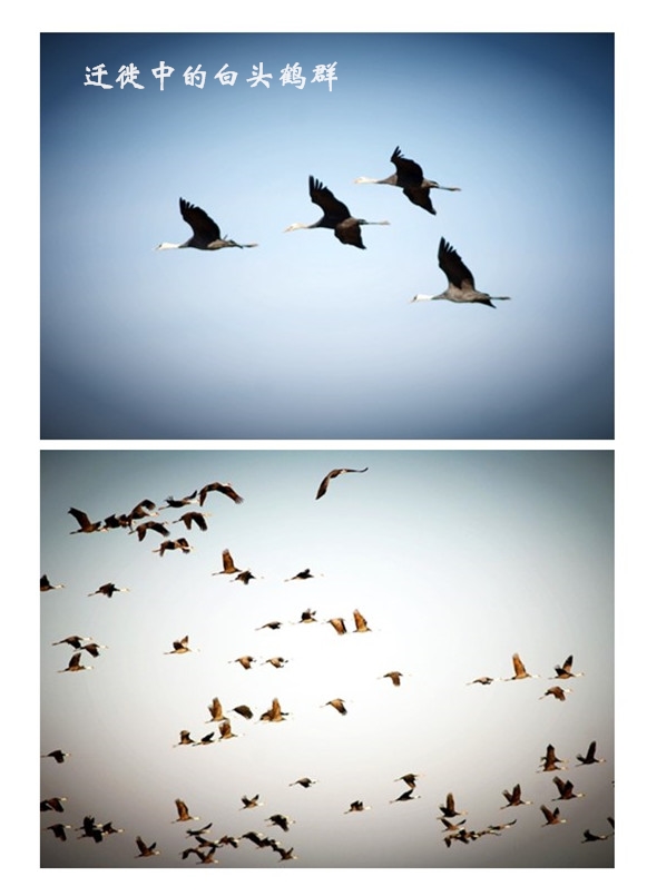 盛煌娱乐,湖南野生动物追踪,湖南卫星追踪器,湖南追踪器