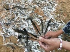 盛煌娱乐,湖南野生动物追踪,湖南卫星追踪器,湖南追踪器