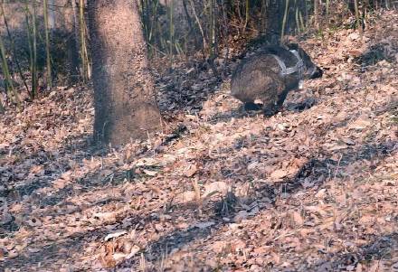 盛煌娱乐,湖南野生动物追踪,湖南卫星追踪器,湖南追踪器