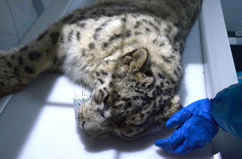 盛煌娱乐,湖南野生动物追踪,湖南卫星追踪器,湖南追踪器