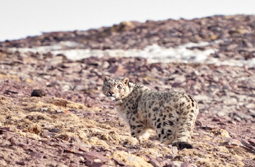 盛煌娱乐,湖南野生动物追踪,湖南卫星追踪器,湖南追踪器