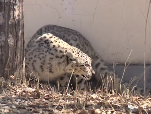 盛煌娱乐,湖南野生动物追踪,湖南卫星追踪器,湖南追踪器