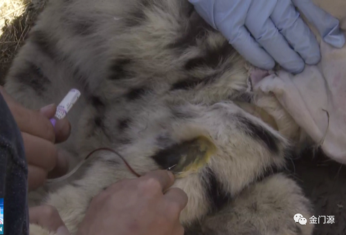 盛煌娱乐,湖南野生动物追踪,湖南卫星追踪器,湖南追踪器