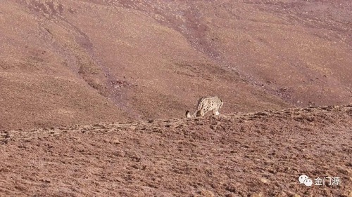 盛煌娱乐,湖南野生动物追踪,湖南卫星追踪器,湖南追踪器