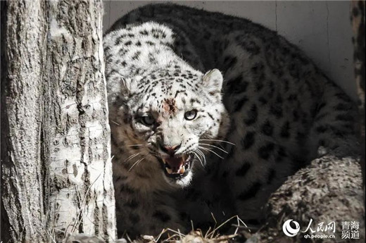 盛煌娱乐,湖南野生动物追踪,湖南卫星追踪器,湖南追踪器