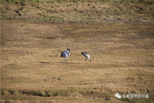 盛煌娱乐,湖南野生动物追踪,湖南卫星追踪器,湖南追踪器