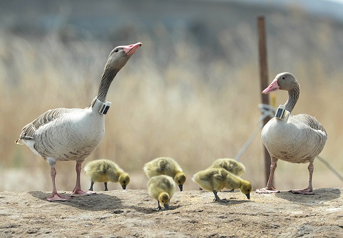 盛煌娱乐,湖南野生动物追踪,湖南卫星追踪器,湖南追踪器