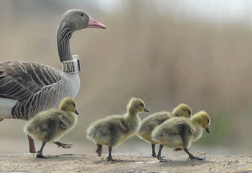 盛煌娱乐,湖南野生动物追踪,湖南卫星追踪器,湖南追踪器