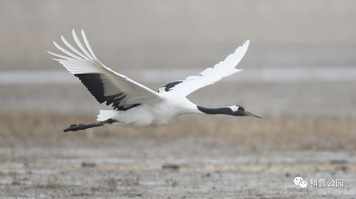 盛煌娱乐,湖南野生动物追踪,湖南卫星追踪器,湖南追踪器