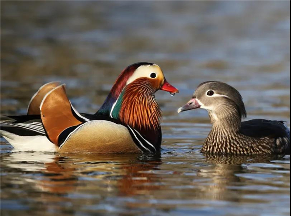 盛煌娱乐,湖南野生动物追踪,湖南卫星追踪器,湖南追踪器