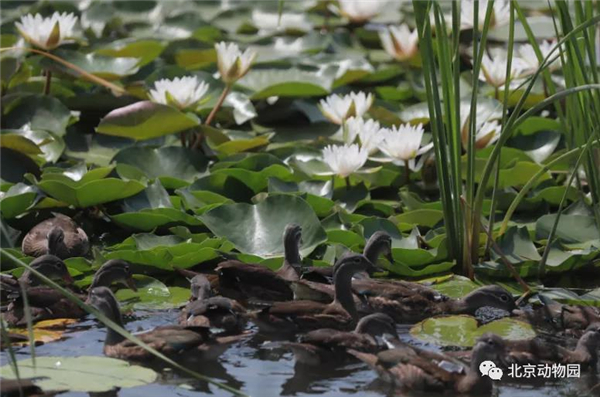 盛煌娱乐,湖南野生动物追踪,湖南卫星追踪器,湖南追踪器