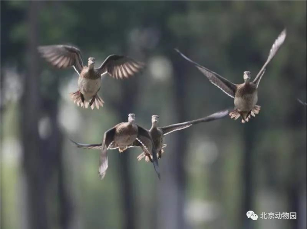 盛煌娱乐,湖南野生动物追踪,湖南卫星追踪器,湖南追踪器