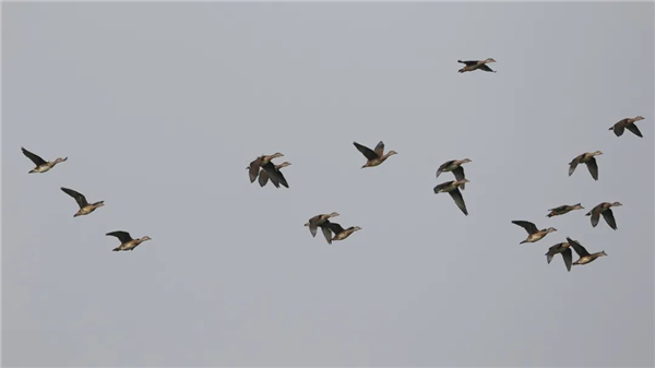 盛煌娱乐,湖南野生动物追踪,湖南卫星追踪器,湖南追踪器