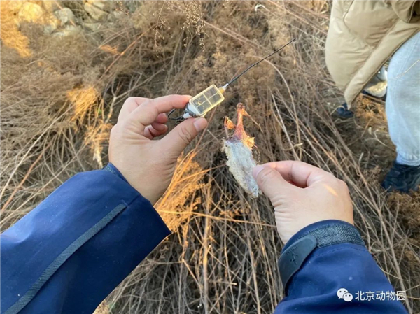 盛煌娱乐,湖南野生动物追踪,湖南卫星追踪器,湖南追踪器