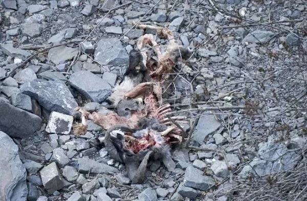 盛煌娱乐,湖南野生动物追踪,湖南卫星追踪器,湖南追踪器