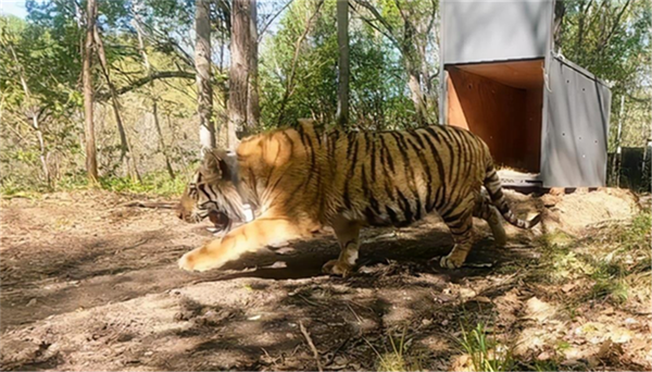 盛煌娱乐,湖南野生动物追踪,湖南卫星追踪器,湖南追踪器